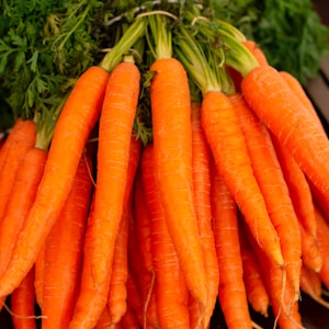 orange carrots on green grass