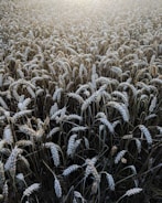 Wide shot of a lush wheat field captured in golden hour light.