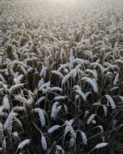 A sunlit field of golden organic grains swaying gently in the breeze.
