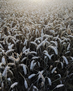A sunlit field of golden organic grains swaying gently in the breeze.