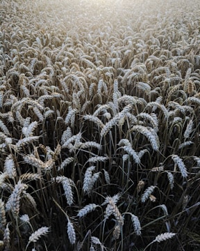 Wide shot of a lush wheat field captured in golden hour light.