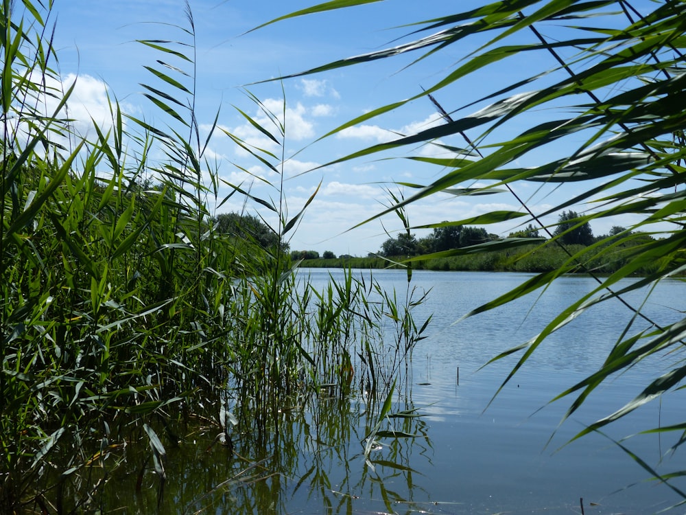 green grass near body of water during daytime