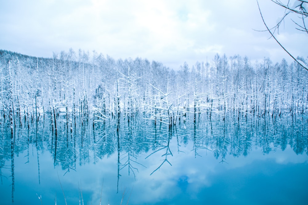 green trees on snow covered ground