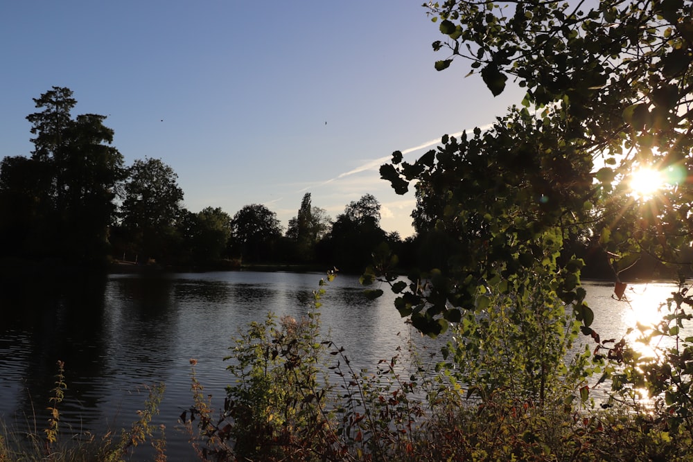 green trees beside river under blue sky during daytime