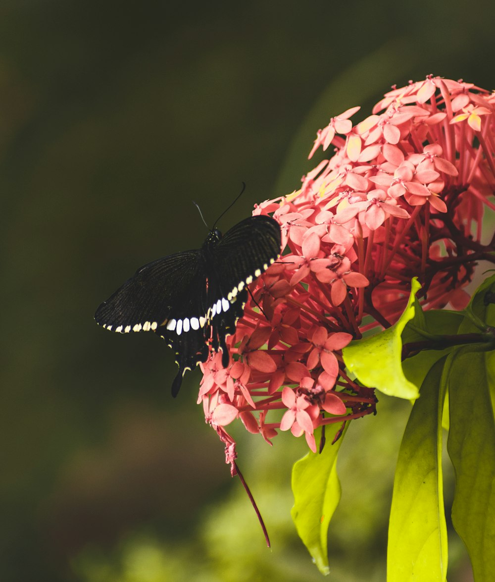 ピンクの花に黒と白の蝶