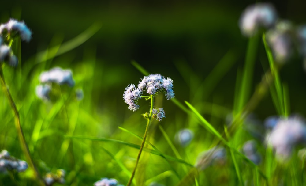 white flower in tilt shift lens