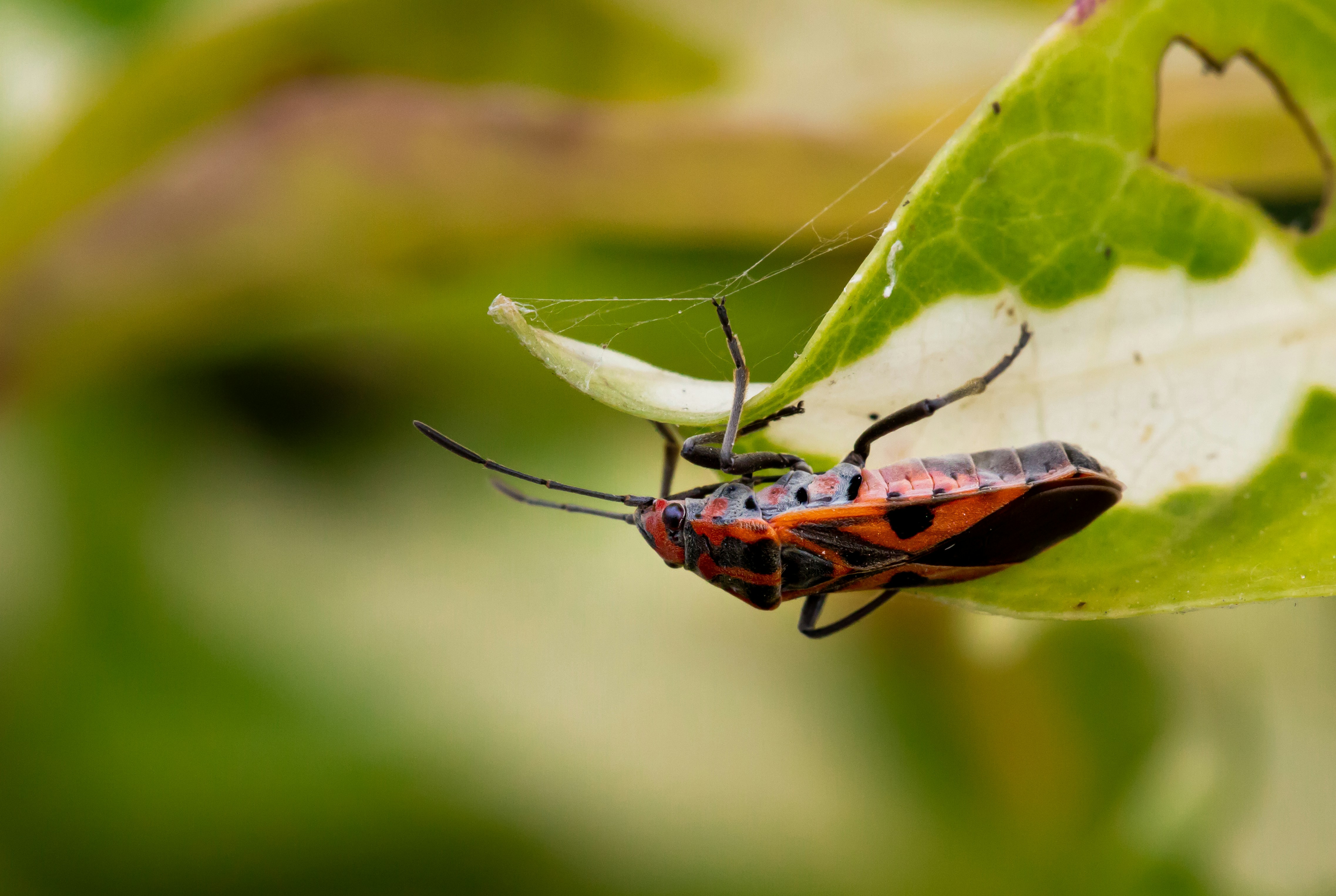 Photo by syedmohdali121