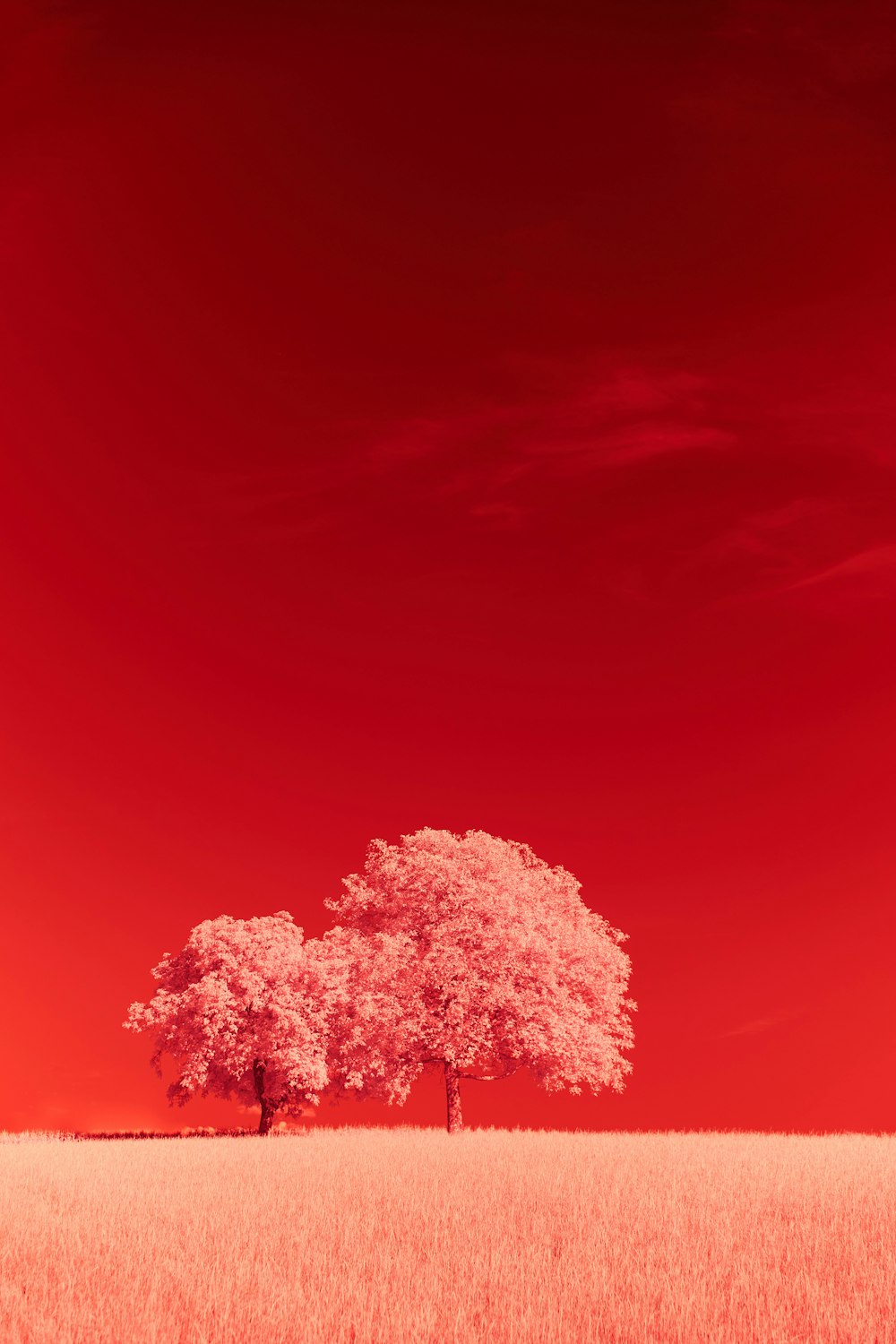 white and brown tree under blue sky