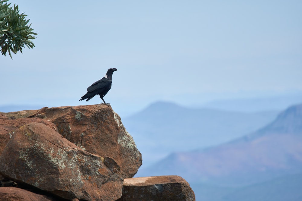 uccello nero su roccia marrone durante il giorno