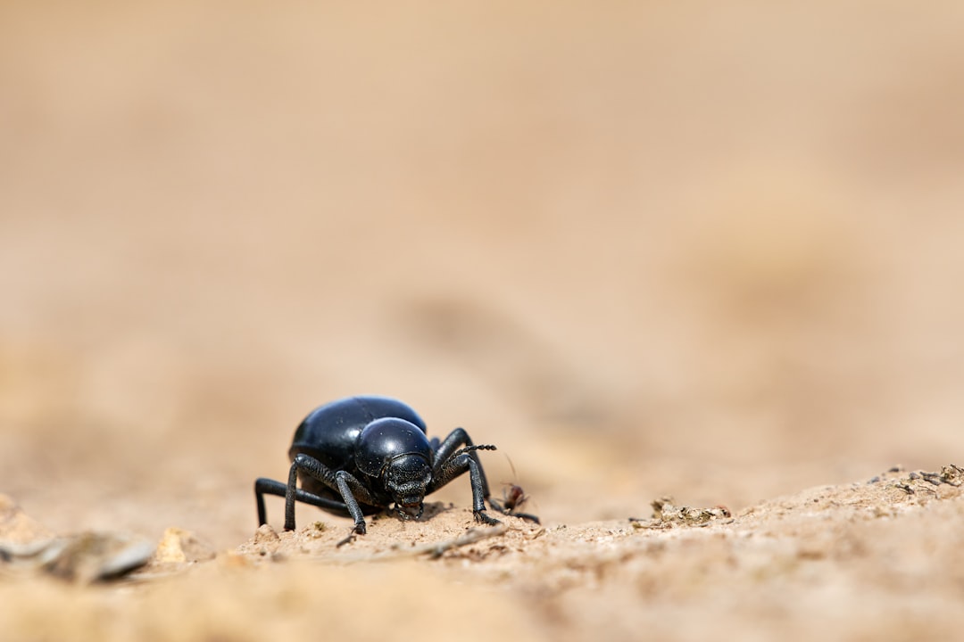 black beetle on brown sand in macro photography during daytime
