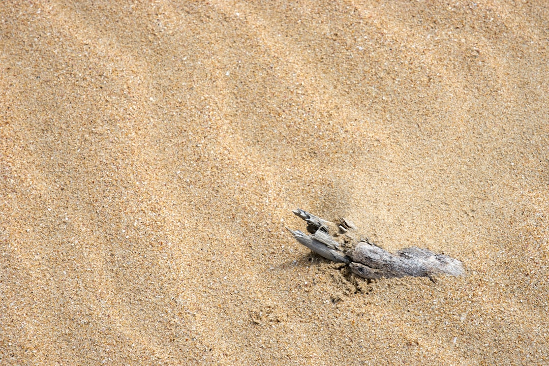 gray and black bird on brown sand