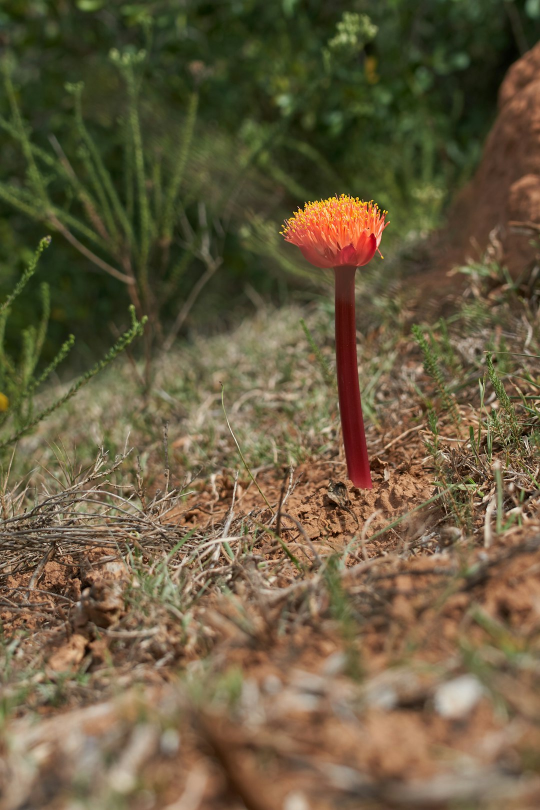 red flower on brown dried leaves