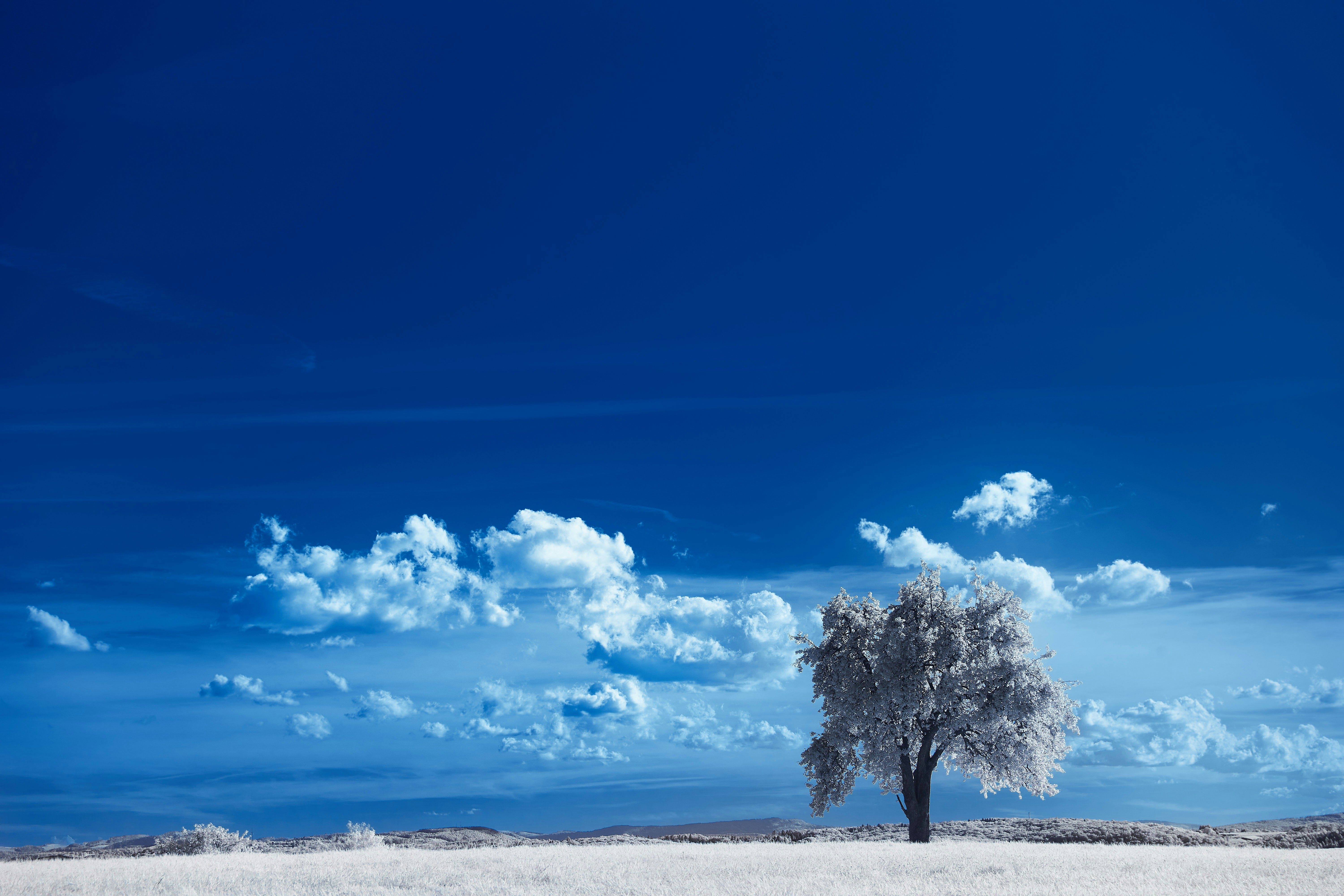 Photo by wolfgang_hasselmann