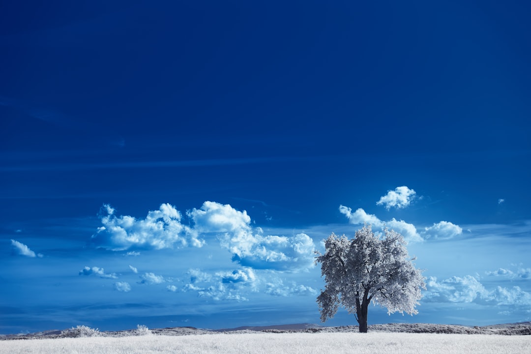 green tree on white sand under blue sky during daytime