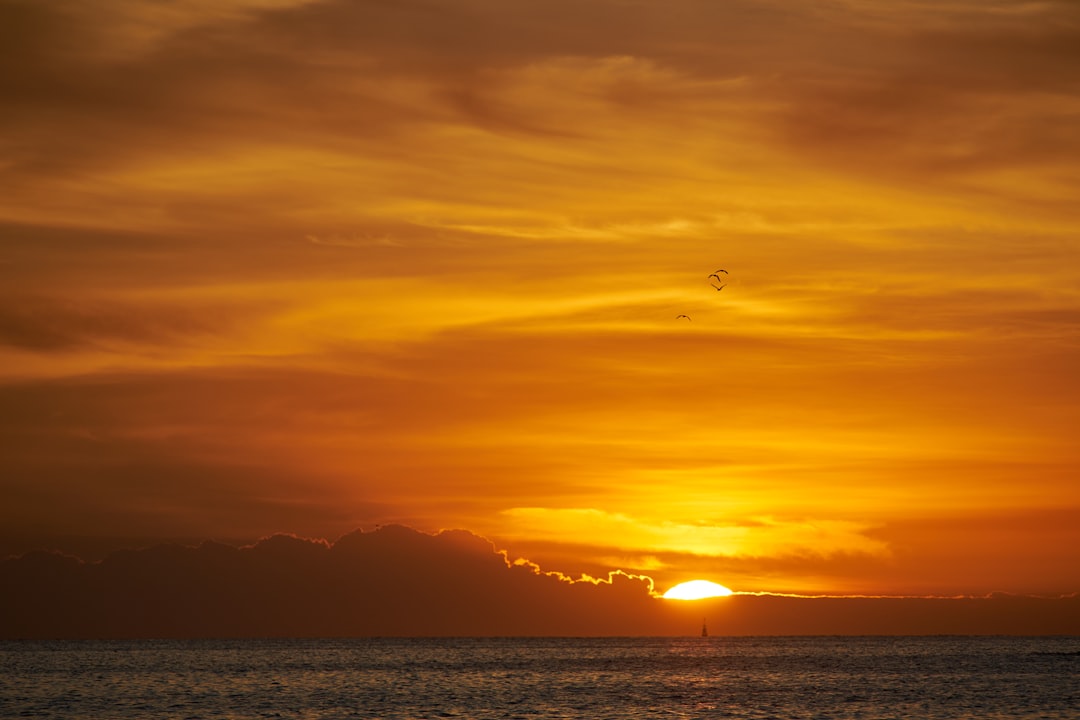 silhouette of bird flying over the sea during sunset