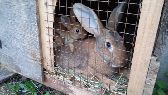 Three rabbits are inside a wooden hutch with wire mesh on the front. The hutch contains hay, and the rabbits are nestled closely together. The setting is outdoors with some greenery visible at the bottom left.