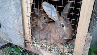 Children gently feeding a group of curious rabbits under a wooden shelter.