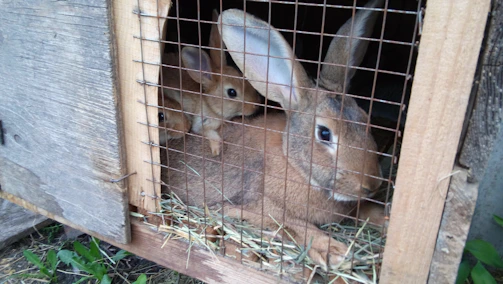 Children gently feeding a group of curious rabbits under a wooden shelter.