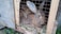 Three rabbits are inside a wooden hutch with wire mesh on the front. The hutch contains hay, and the rabbits are nestled closely together. The setting is outdoors with some greenery visible at the bottom left.