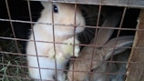 Several rabbits are enclosed in a wire cage with hay scattered on the floor. The foreground rabbit has light fur and is reaching its paw out through the wires, while another rabbit with darker fur rests beside it.