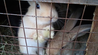 Several rabbits are enclosed in a wire cage with hay scattered on the floor. The foreground rabbit has light fur and is reaching its paw out through the wires, while another rabbit with darker fur rests beside it.