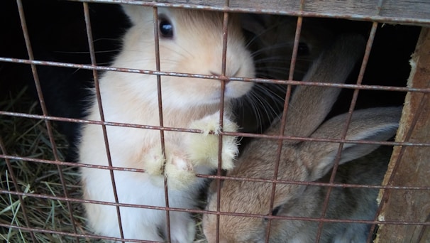 Several rabbits are enclosed in a wire cage with hay scattered on the floor. The foreground rabbit has light fur and is reaching its paw out through the wires, while another rabbit with darker fur rests beside it.