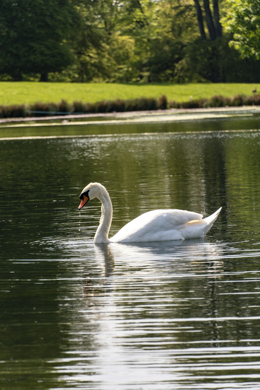 white swan on water during daytime