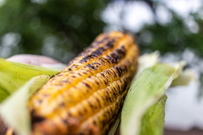 yellow corn in tilt shift lens sweet corn teams background