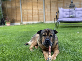 A happy dog chewing on a natural coffee wood chew outdoors with greenery around.