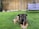 A large brown and black dog lies on well-manicured green grass, holding a chewy stick in its mouth. In the background, there is a wooden fence, a small potted plant on the left, and a garden bench with a lavender cushion on the right.