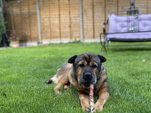 A happy dog chewing on a natural coffee wood chew outdoors with greenery around.