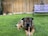 A large brown and black dog lies on well-manicured green grass, holding a chewy stick in its mouth. In the background, there is a wooden fence, a small potted plant on the left, and a garden bench with a lavender cushion on the right.