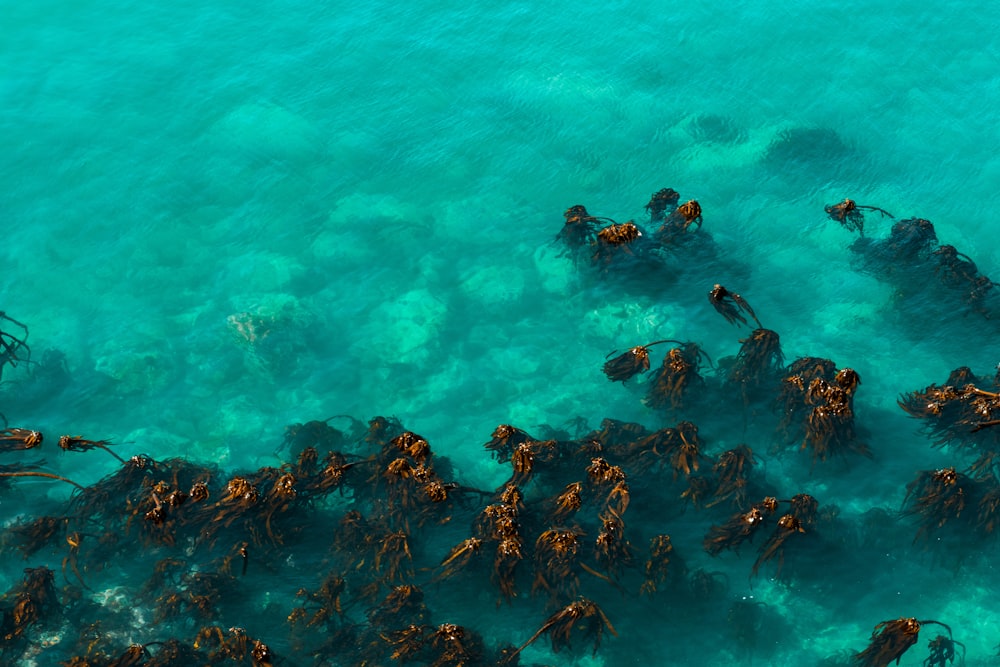 school of orange fishes in water