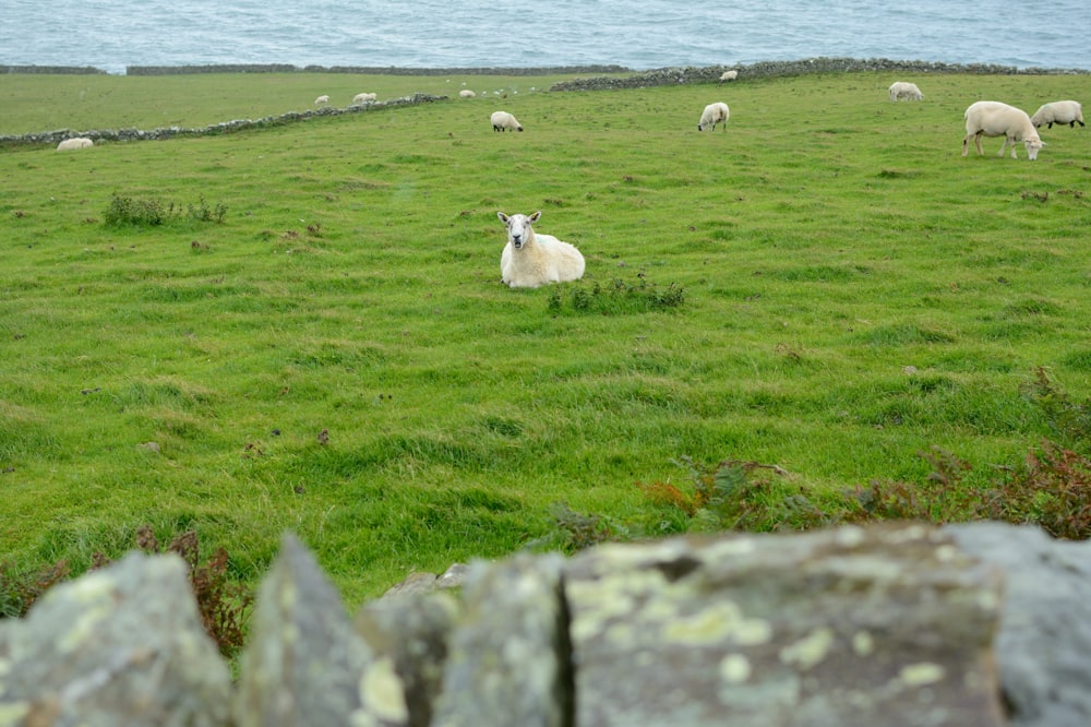 white sheep on green grass field near body of water during daytime