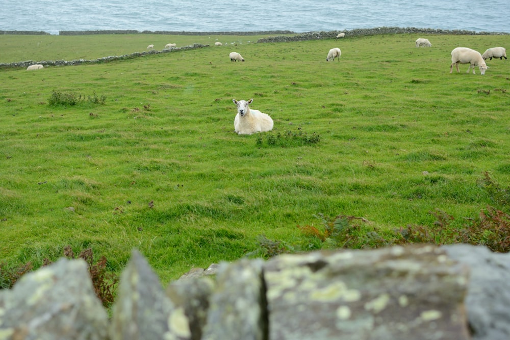 Moutons blancs sur un champ d’herbe verte près du plan d’eau pendant la journée