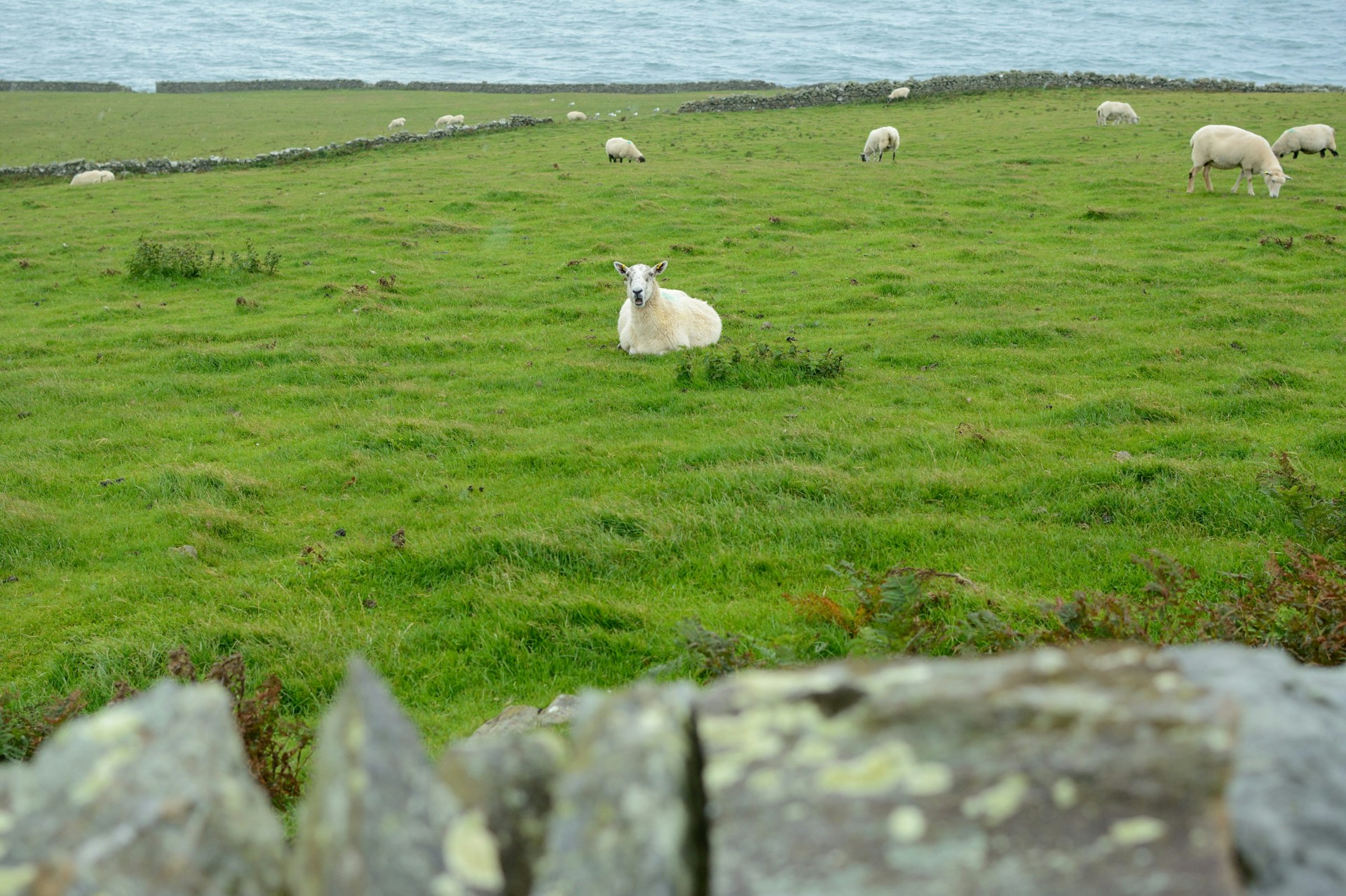 white sheep on green grass field near body of water during daytime