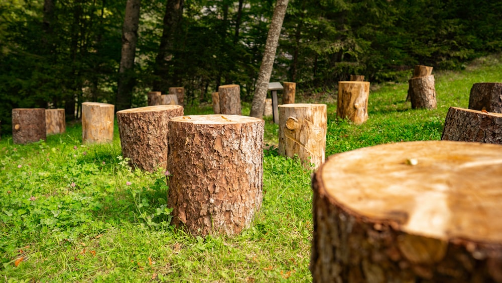 tronc d’arbre brun sur un champ d’herbe verte