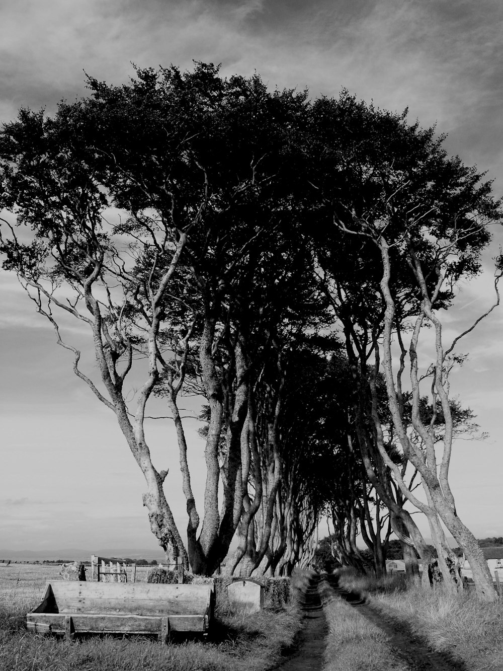 grayscale photo of tree near body of water