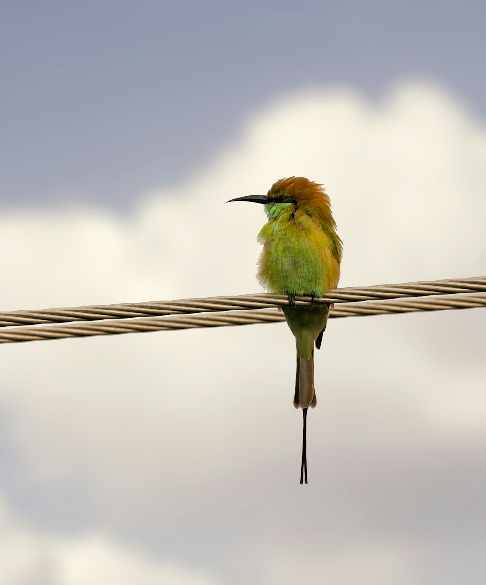 green and brown bird on brown rope