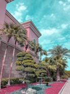 A row of palm trees and meticulously sculpted shrubs line the side of a pink building with a stone facade under a partly cloudy blue sky. The pathway is adorned with red mulch and small rocks, adding to the landscape design.