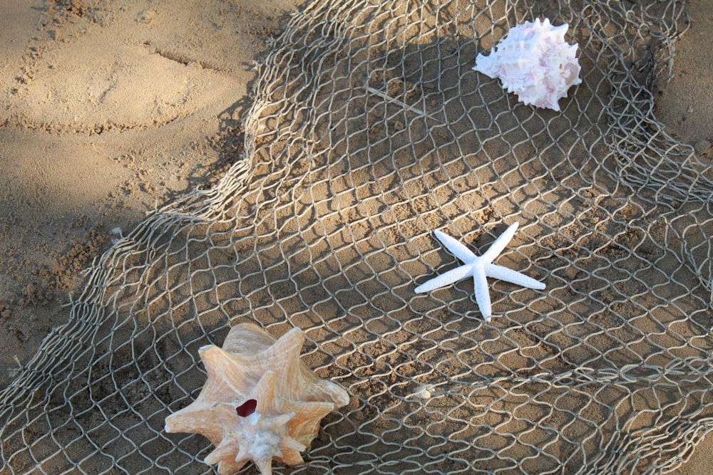 white starfish on brown net