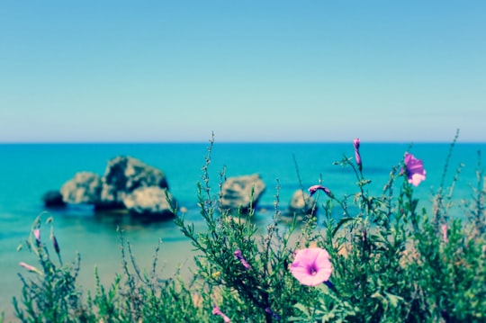 pink flowers near body of water during daytime in Licata Italy