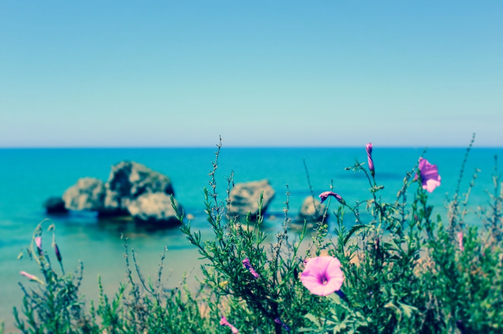 pink flowers near body of water during daytime