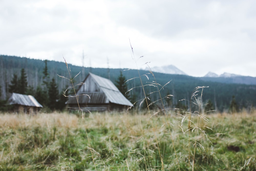 brown wooden house on green grass field during daytime