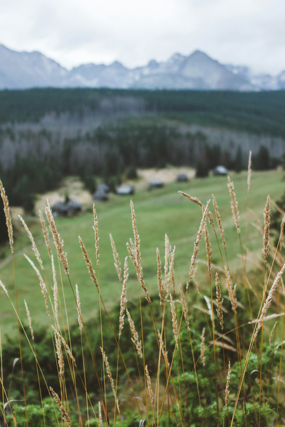 brown wheat field during daytime