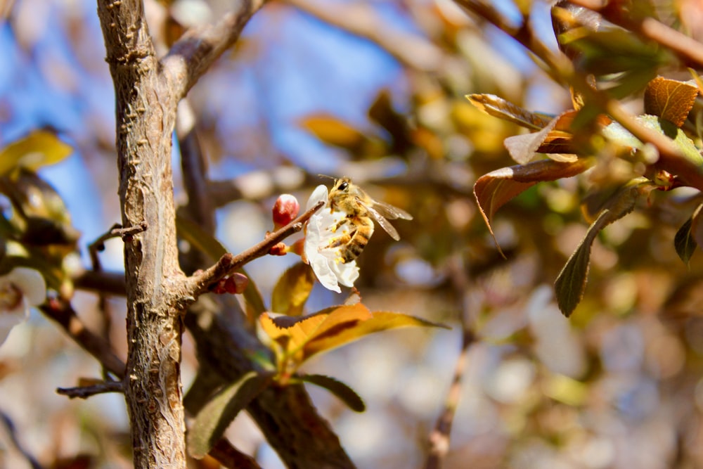 white and brown bird on brown tree branch during daytime