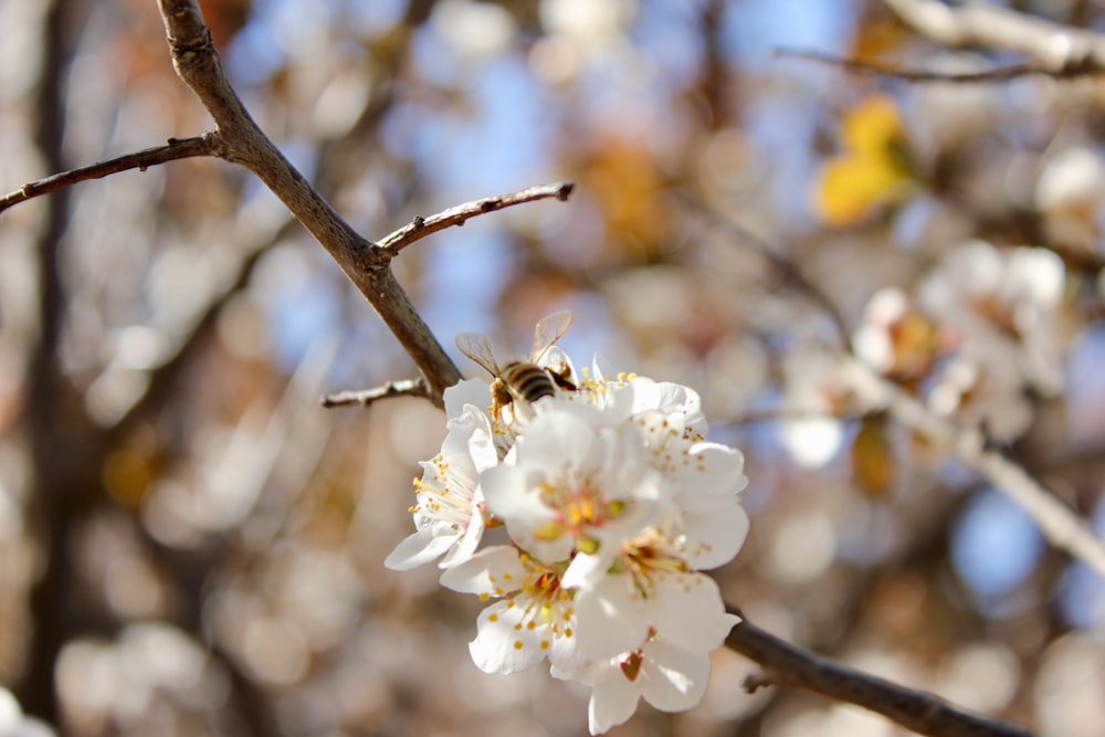 bee on white cherry blossom