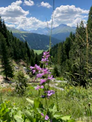 purple flower on green grass field during daytime