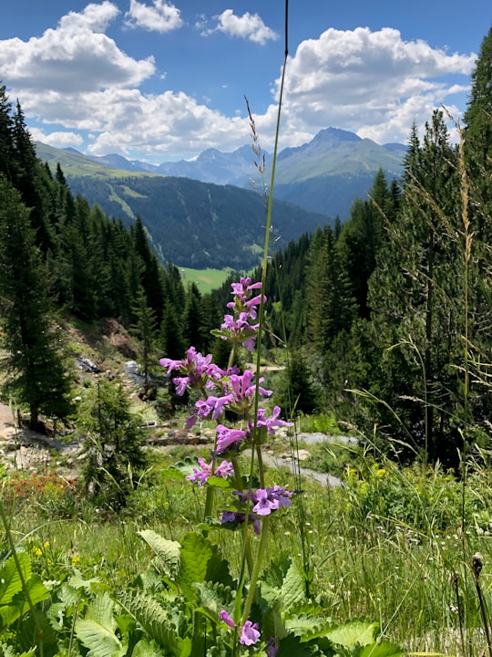 purple flower on green grass field during daytime in Davos Switzerland