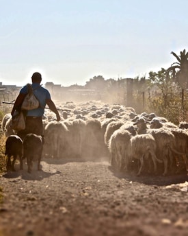 A herder walks alongside a flock of sheep on a dusty rural path. The sun casts a warm glow over the scene, creating a sense of motion as the sheep move forward with the herder and a dog at their side. Vegetation flanks the pathway.